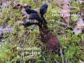 Elaphomyces granulatus-amf1902